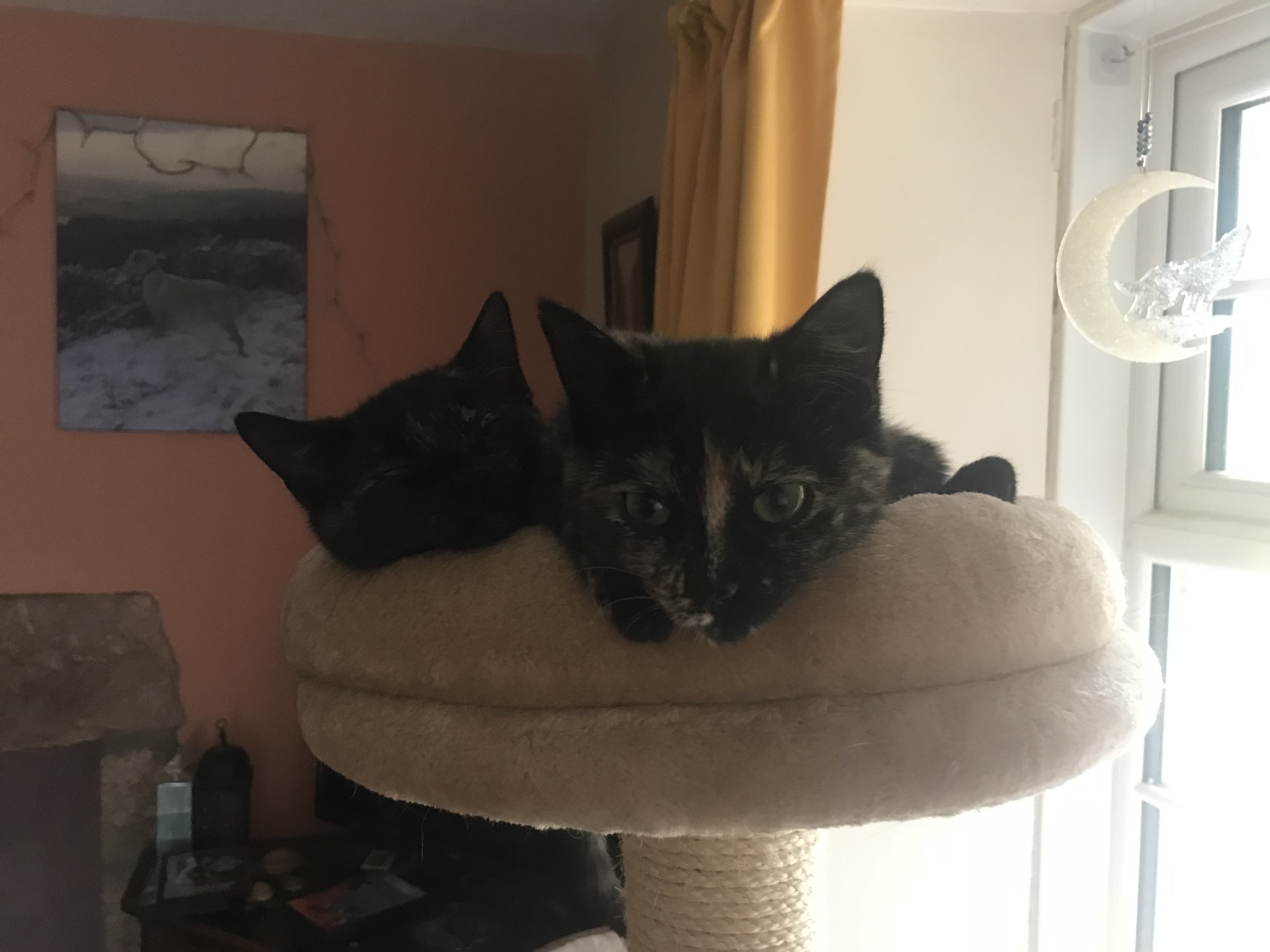 Wester Elchies Pet Services